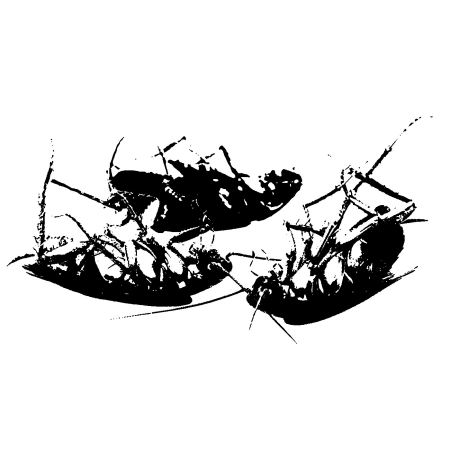 Blattaria - Dream, Dwell, Die